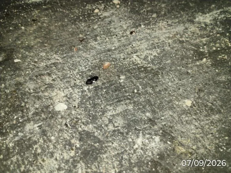 V karlovarské restauraci našli myší trus. Inspektoři zakázali používat část provozovny