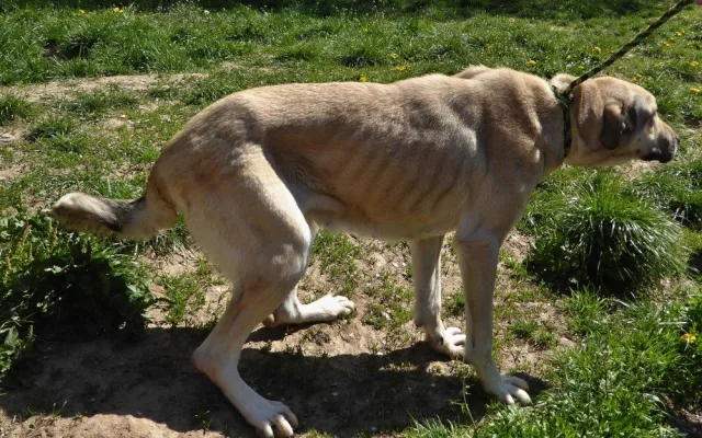Týraní psi do nových domovů ještě neodejdou. Stále se řeší, komu vlastně patří