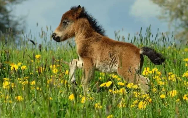 hříbě plemene Miniature Horse