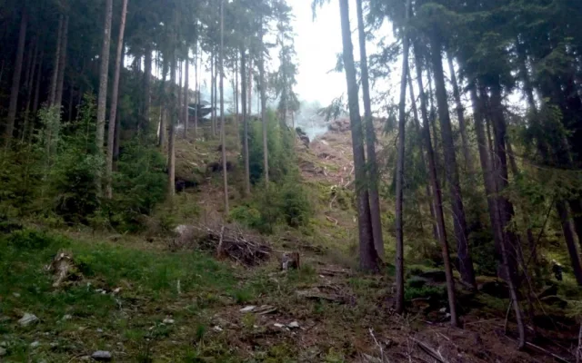 FOTO: Hasiči bojovali s lesním požárem, zásah komplikoval prudký svah