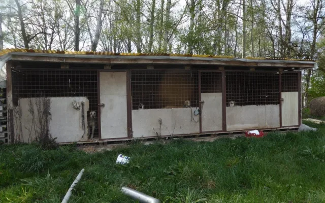 Psi odebraní z otřesných podmínek se vrátí zpět majiteli