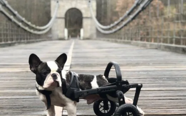 Česká firma vyrábí invalidní vozíky pro handicapované pejsky