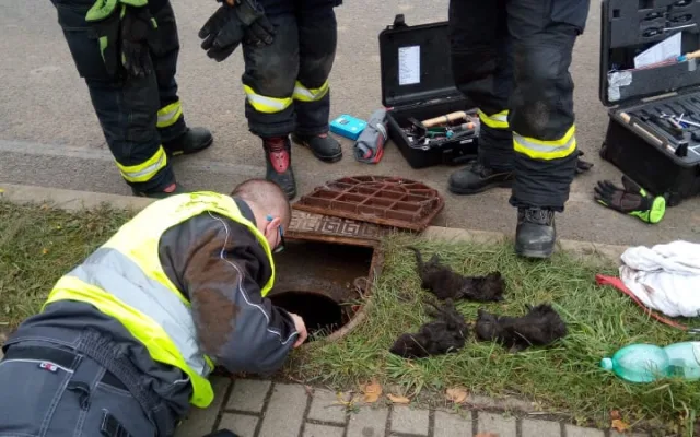 Záchrana koťat uvězněných v kanálu trvala deset hodin