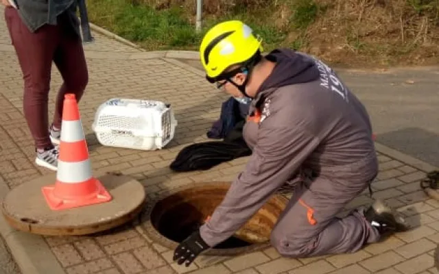 Záchrana koťat uvězněných v kanálu trvala deset hodin