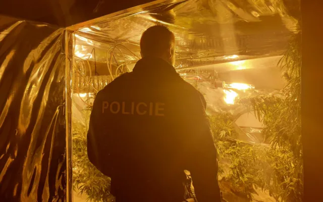 Pěstírnu konopí nalezli policisté v rodinném domku na Sokolovsku