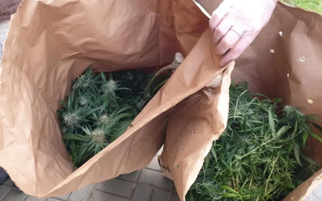 Pěstírnu konopí nalezli policisté v rodinném domku na Sokolovsku