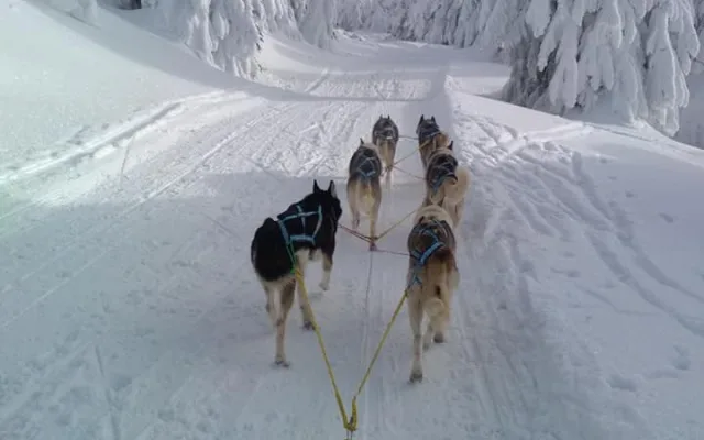 (NE)OBYČEJNÝ: My jim jen poskytujeme radost, sportovec je ten pes a ne člověk, říká zkušený musher Petr Gurega