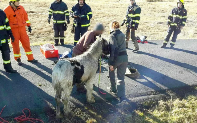 Velká záchranná akce v Krušných horách, do hluboké jámy u silnice zapadlo hříbě