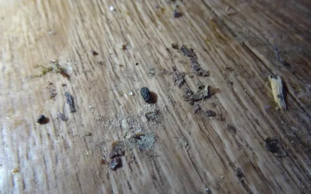 Inspektoři tepali sokolovského majitele zmrzlinového stánku. Byl plný myšího trusu