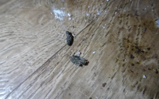 Inspektoři tepali sokolovského majitele zmrzlinového stánku. Byl plný myšího trusu