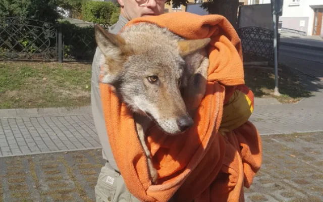 Vážně zraněný vlk sražený autem zůstává v péči záchranné stanice, nemůže se postavit na nohy