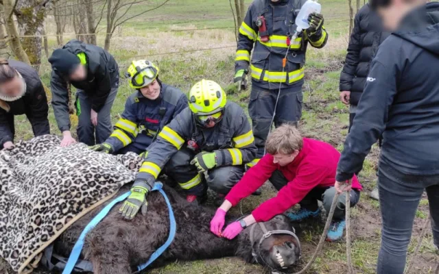 Hasiči znovu bojovali o život koně, který uvízl ve špatně přístupném terénu. I tentokrát zvíře nepřežilo