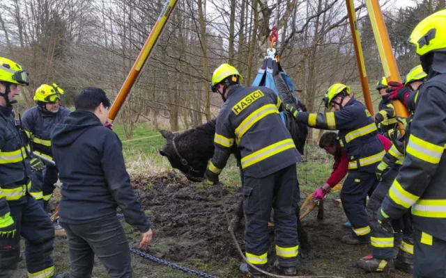 Hasiči znovu bojovali o život koně, který uvízl ve špatně přístupném terénu. I tentokrát zvíře nepřežilo