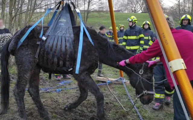Hasiči znovu bojovali o život koně, který uvízl ve špatně přístupném terénu. I tentokrát zvíře nepřežilo
