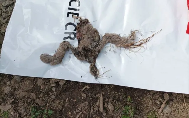 Mrtvé mládě orla mořského nalezené na hnízdě. Foto: Pavla Tájková