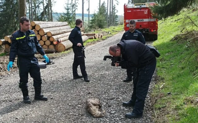 Případ zabitého orla mořského si převzala kriminální policie. Foto: Pavla Tájková