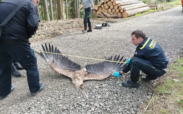 Orel mořský je největší dravec v Česku s rozpětím křídel až 2,4 metru. Foto: Pavla Tájková