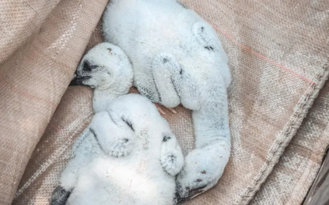 Hasiči zachraňovali z komína v Teplé dvě osiřelá čapí mláďata, bez pomoci by uhynula