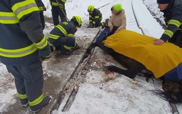 Kůň se zaklínil předními kopyty mezi koleje a betonový nájezd, na místo zamířili hasiči i veterinář