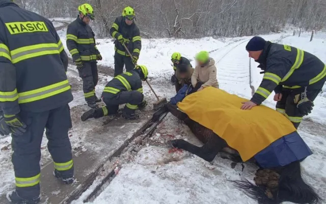 Kůň se zaklínil předními kopyty mezi koleje a betonový nájezd, na místo zamířili hasiči i veterinář