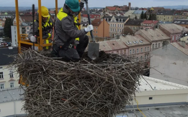 Pracovníci hobbymarketu upravili staré hnízdo čápů na 24 metrů vysokém komíně, práci jim ztěžoval vítr a zima