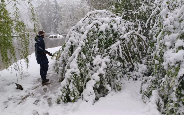Bečovská botanická zahrada smutní. Areál zasáhla sněhová kalamita