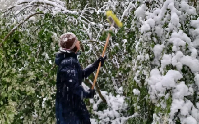 Bečovská botanická zahrada smutní. Areál zasáhla sněhová kalamita