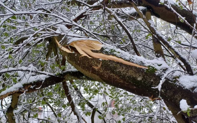 Bečovská botanická zahrada smutní. Areál zasáhla sněhová kalamita