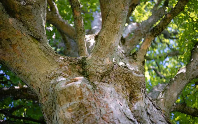 Více než stoletý javor ze zaniklé obce na Chebsku se probojoval do finále soutěže Strom roku
