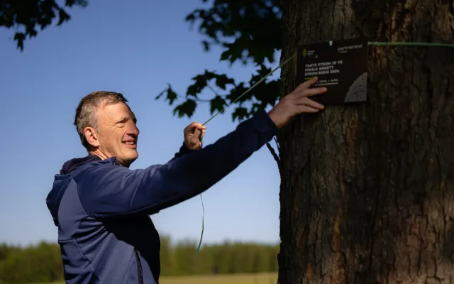 Více než stoletý javor ze zaniklé obce na Chebsku se probojoval do finále soutěže Strom roku