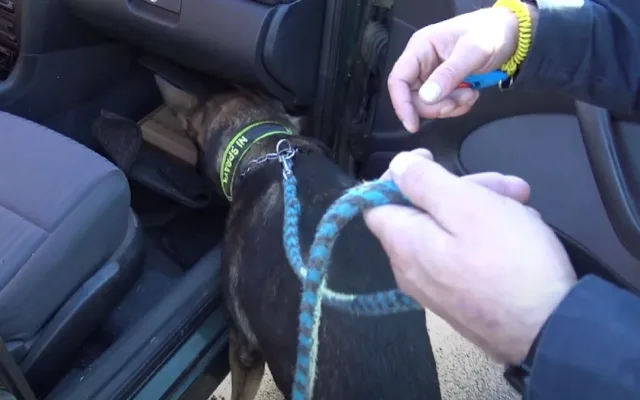 VIDEO: Drogy si na tržnici předávali v kabelkách a taškách, celníci zadrželi tři Vietnamce