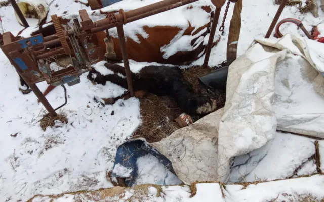 Autoři petice požadují odvolání ředitelky veterinární správy, poslední kapkou byl případ otřesného týrání zvířat