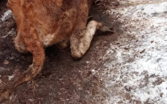 Autoři petice požadují odvolání ředitelky veterinární správy, poslední kapkou byl případ otřesného týrání zvířat