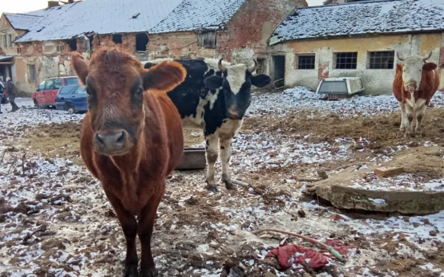 Autoři petice požadují odvolání ředitelky veterinární správy, poslední kapkou byl případ otřesného týrání zvířat