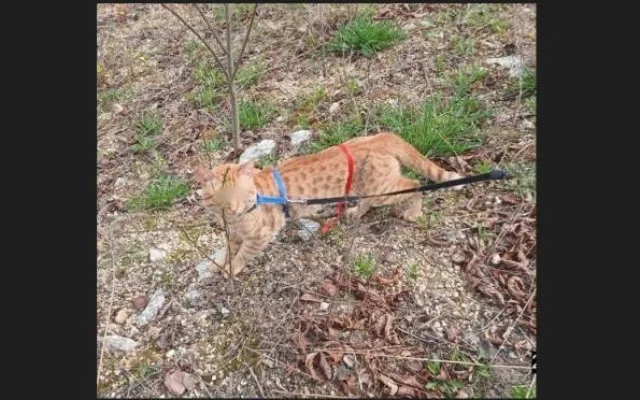 Kocour způsobil chovatelce ošklivé zranění, když se ho snažila umístit do boxu