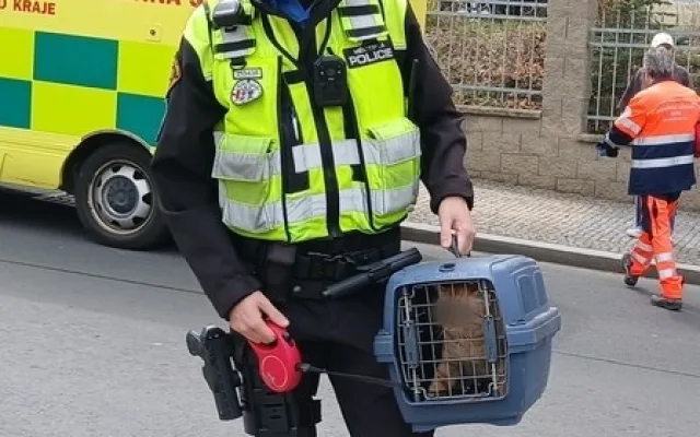 Kocour způsobil chovatelce ošklivé zranění, když se ho snažila umístit do boxu