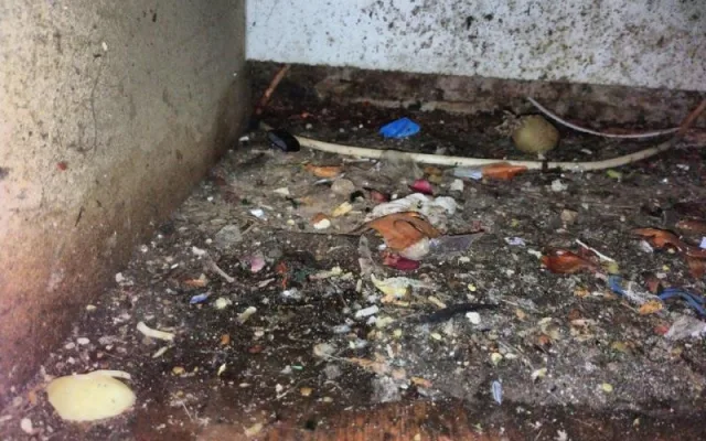 Trus hlodavců i plísně v chladicích boxech. Inspektoři uzavřeli občerstvení na hradě