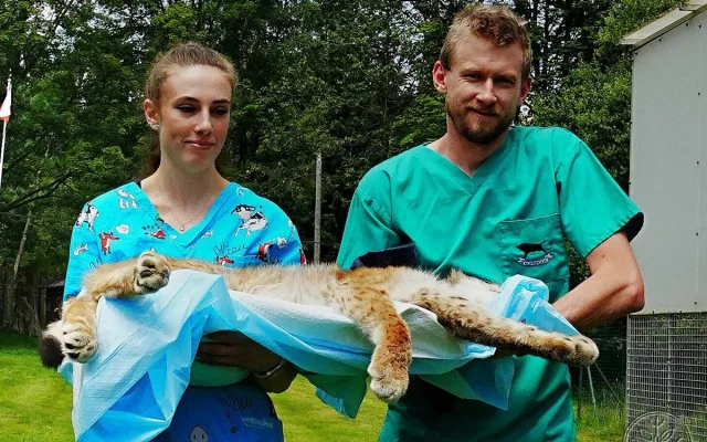 V záchranné stanici Drosera na Bublavě se starají i o mladou samici rysa
