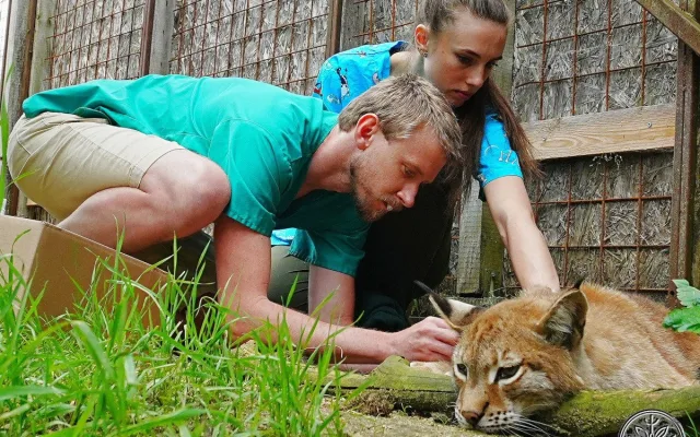 V záchranné stanici Drosera na Bublavě se starají i o mladou samici rysa