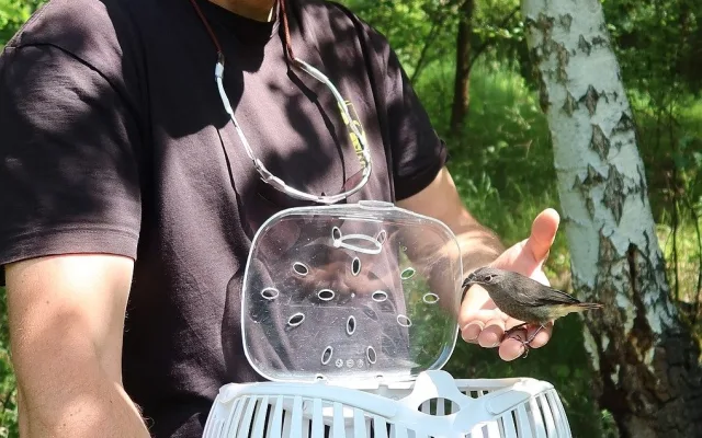 Vypouštění rehků, kteří hnízdili v kuchyňské digestoři