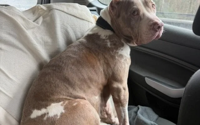 Daisy našla přes inzerát na internetu, teď u ní řeší vážné zdravotní problémy