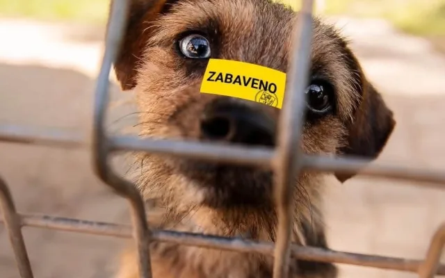 Frisco je jedním ze psů, kteří zatím nemohou do adopce.