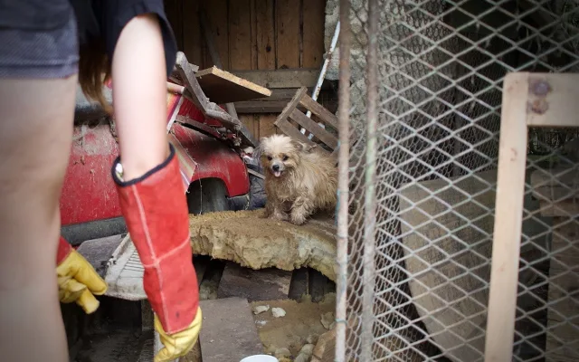 Mnohdy psi pochází z naprosto otřesných podmínek. V útulcích je ale dokáží vypiplat, foto: Dogpoint