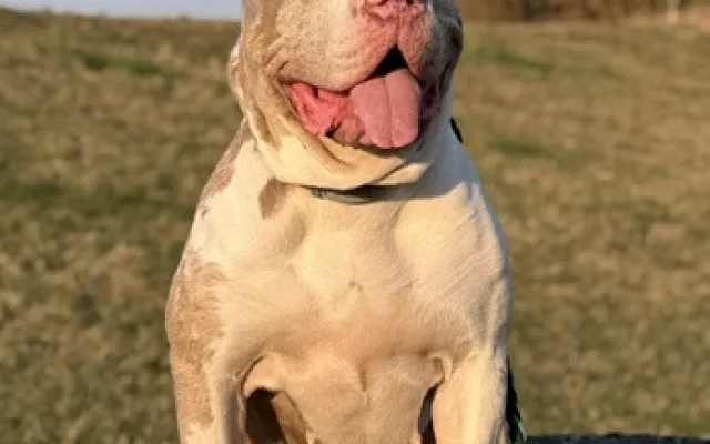 Daisy má za sebou těžkou operaci, teď jí čeká náročná a nákladná rekonvalescence