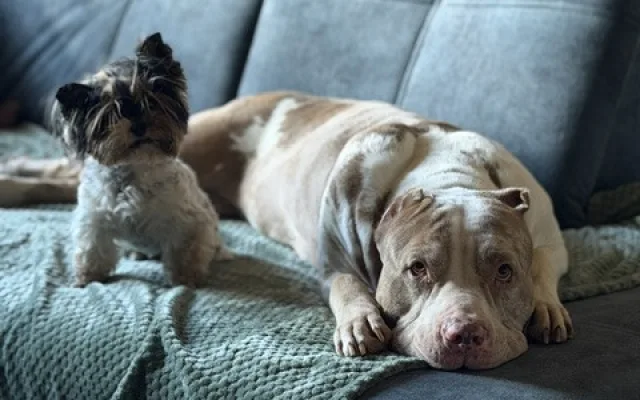 Daisy má za sebou těžkou operaci, teď jí čeká náročná a nákladná rekonvalescence