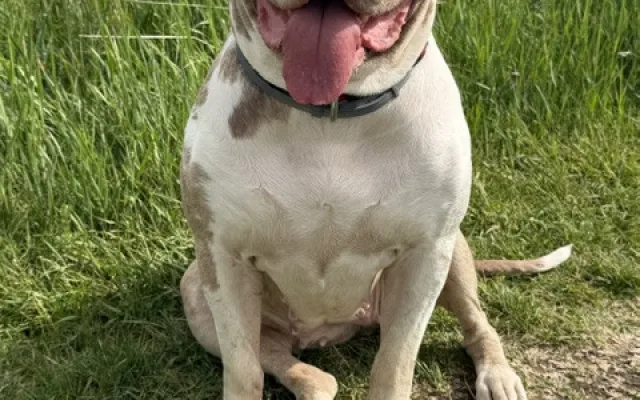 Daisy má za sebou těžkou operaci, teď jí čeká náročná a nákladná rekonvalescence