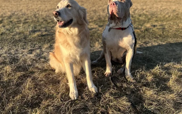 Daisy má za sebou těžkou operaci, teď jí čeká náročná a nákladná rekonvalescence