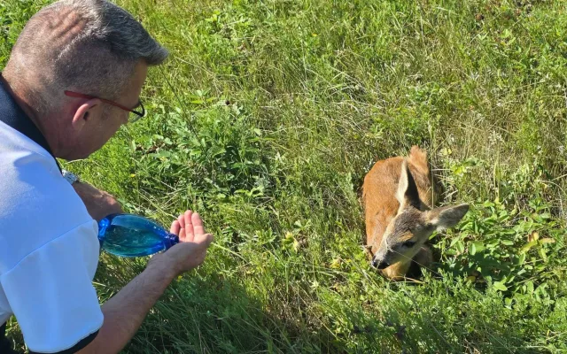 Policisté zachránili na Chebsku vyděšeného srnečka. Pobíhal u frekventované silnice.