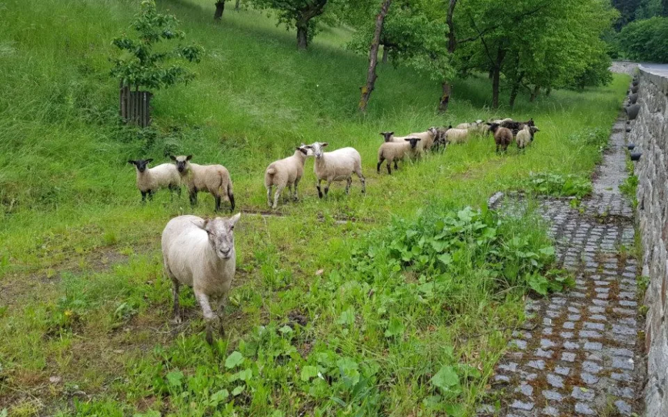 Ovce v sadu na ulici Stará pražská