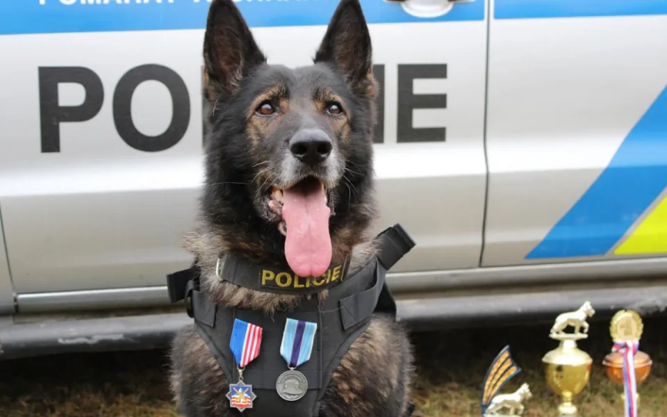 Policejní pes Adag